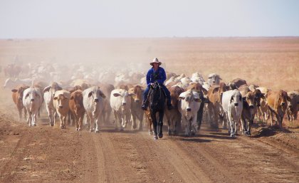 Australia's northern beef cattle industry